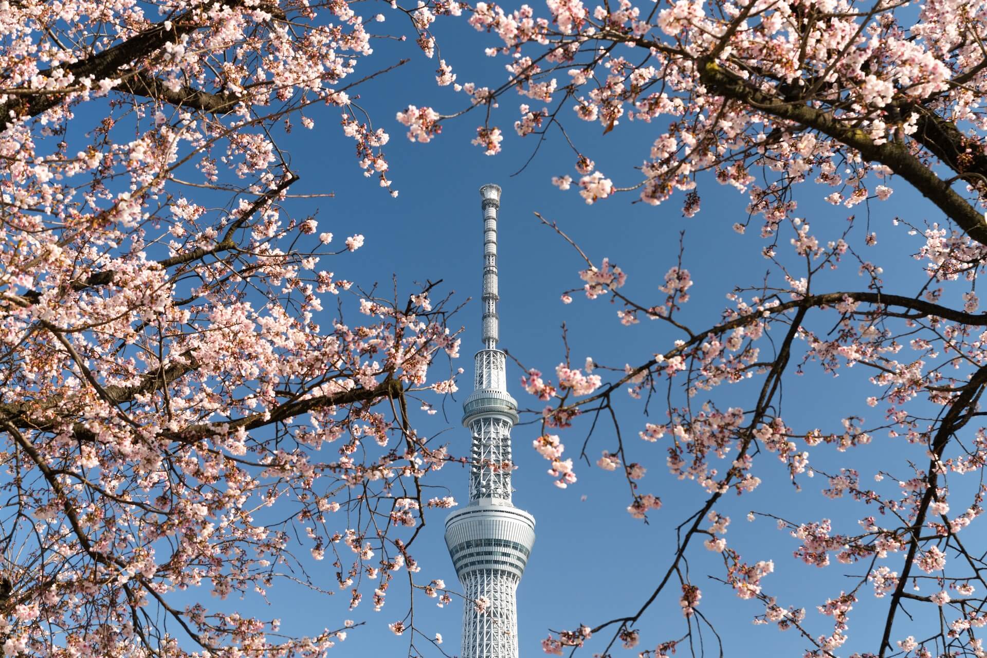 Небесное дерево Токио