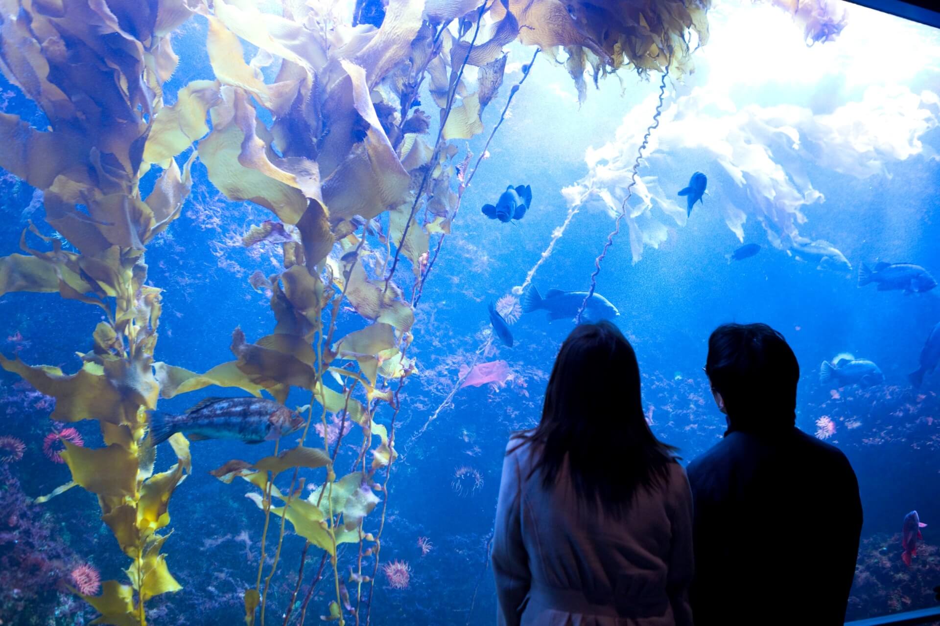 Аквариум Sea Life Park, Токио