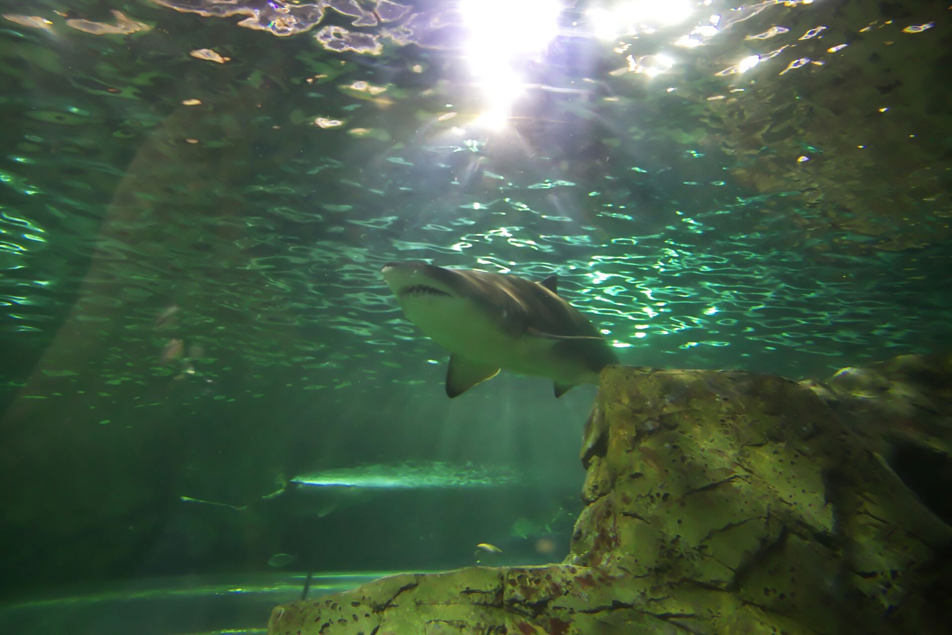 Аквариум Sea Life Sydney Aquarium, Сидней