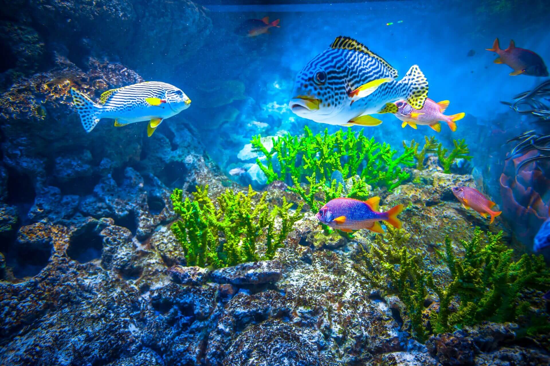 Океанариум S.E.A Aquarium, Сингапур