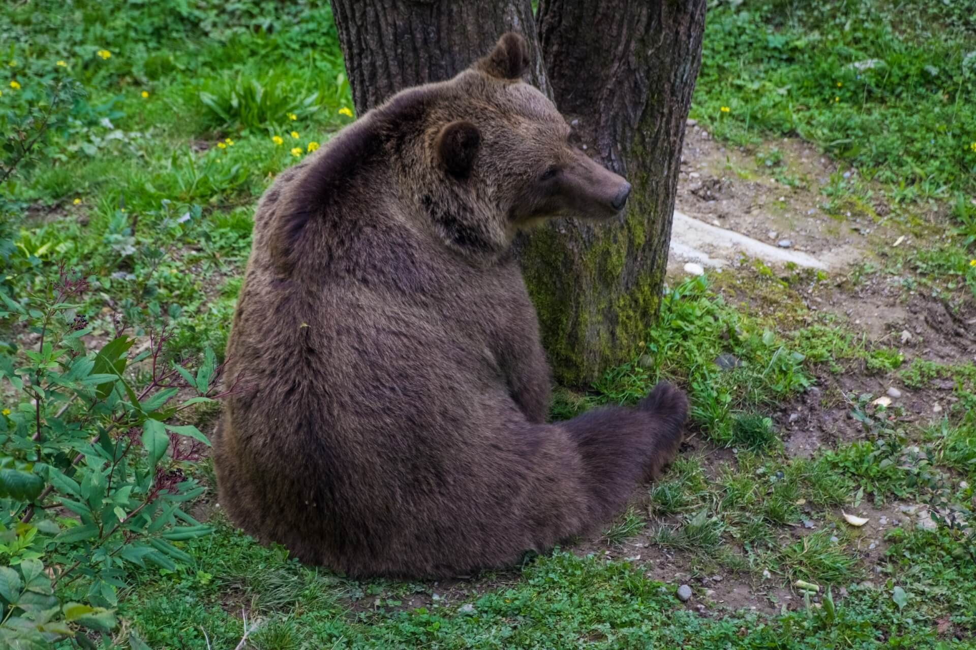 Беренграбен, Берн