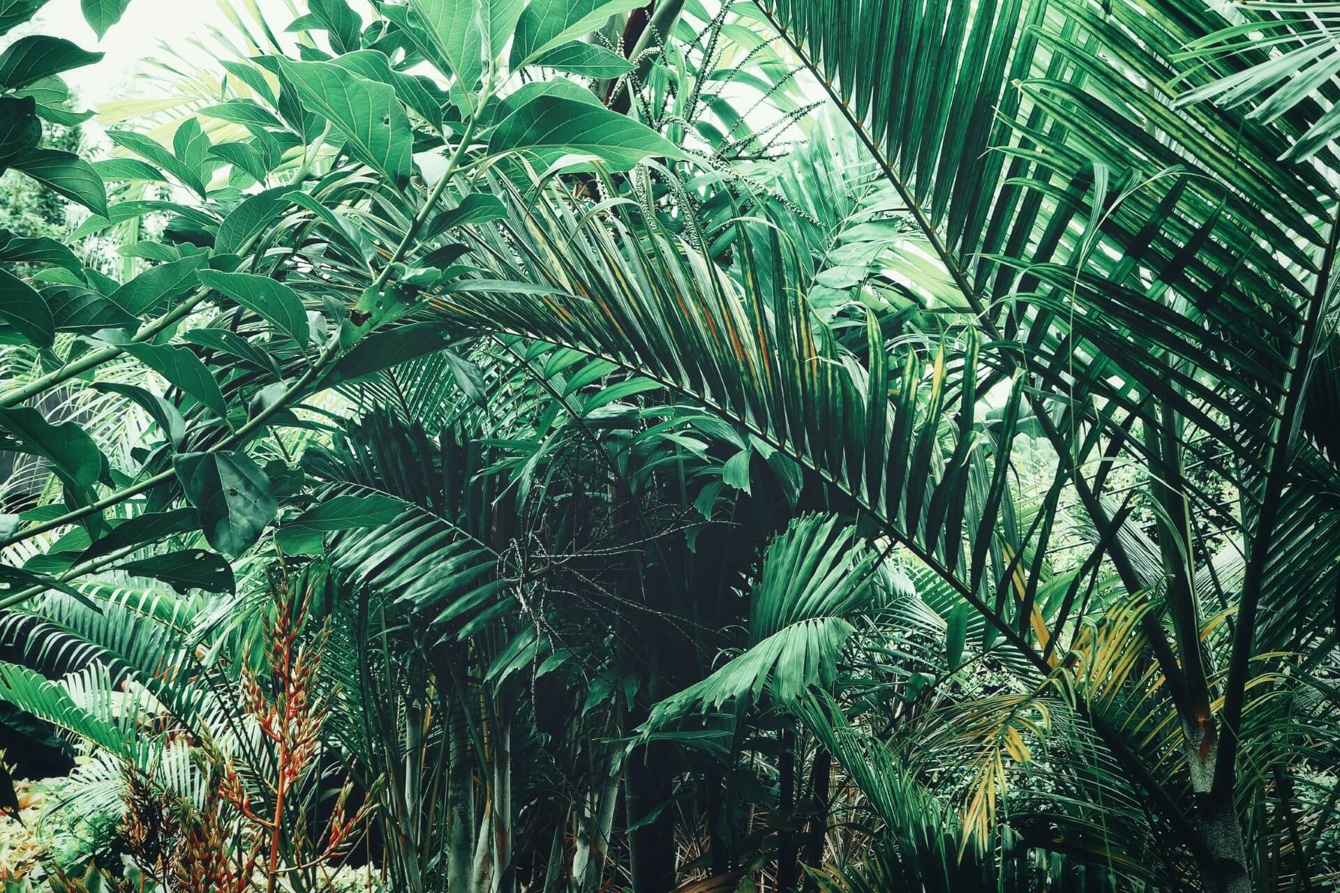 Парк Sentosa Nature Discovery, остров Сентоза