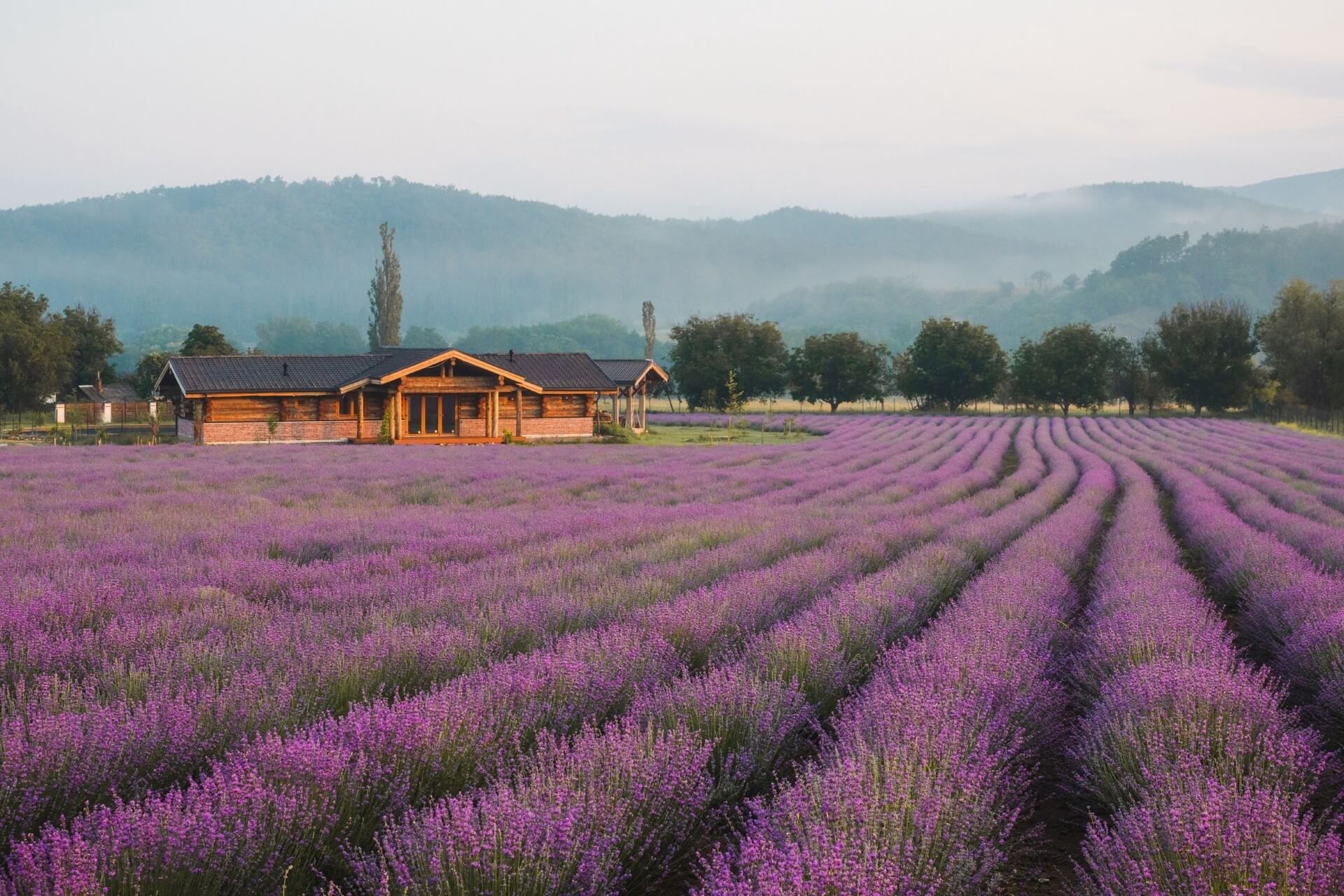 Органическая ферма Viva Lavanda, Бахчисарай