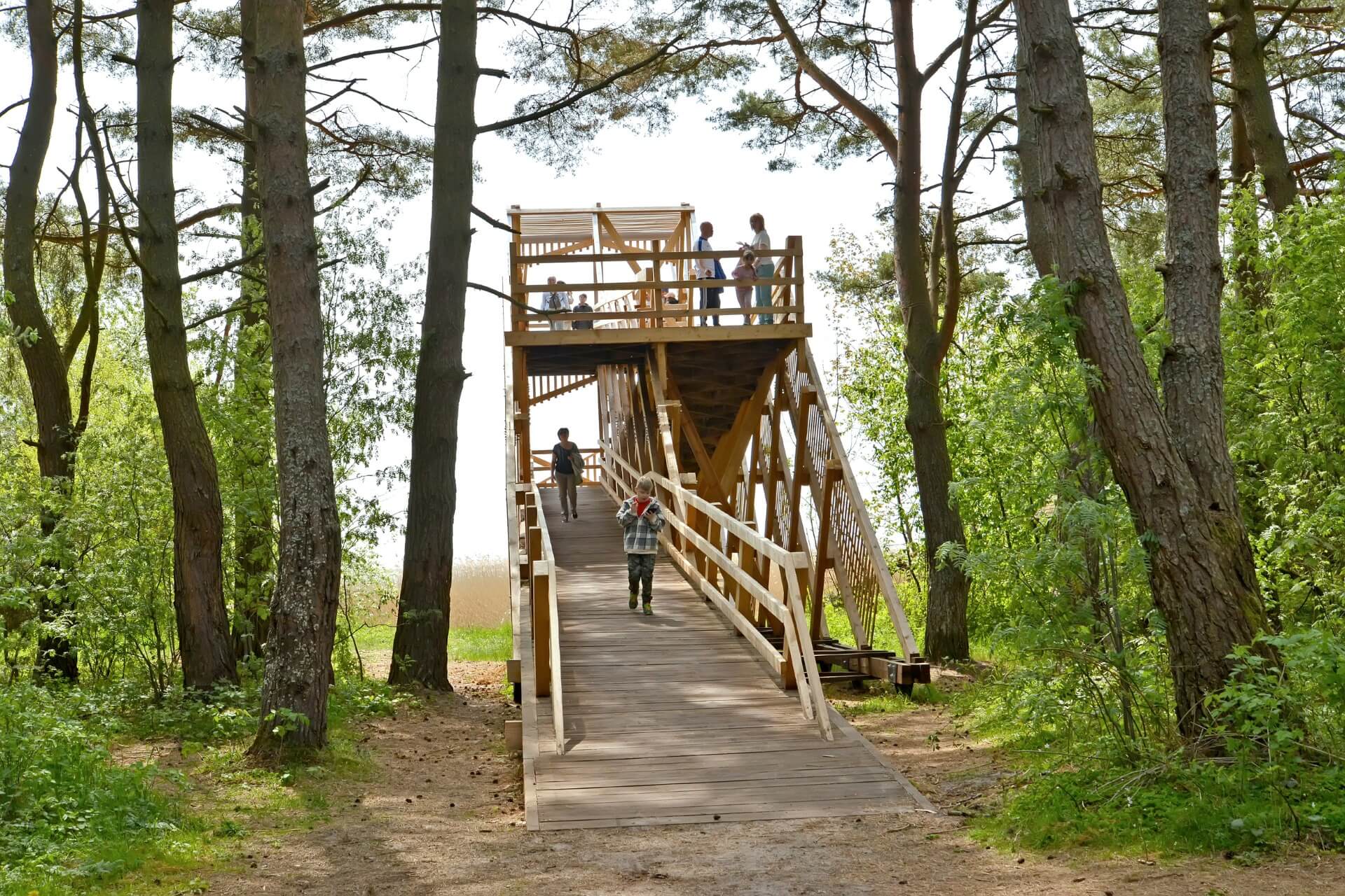 Королевский бор, национальный парк «Куршская коса»