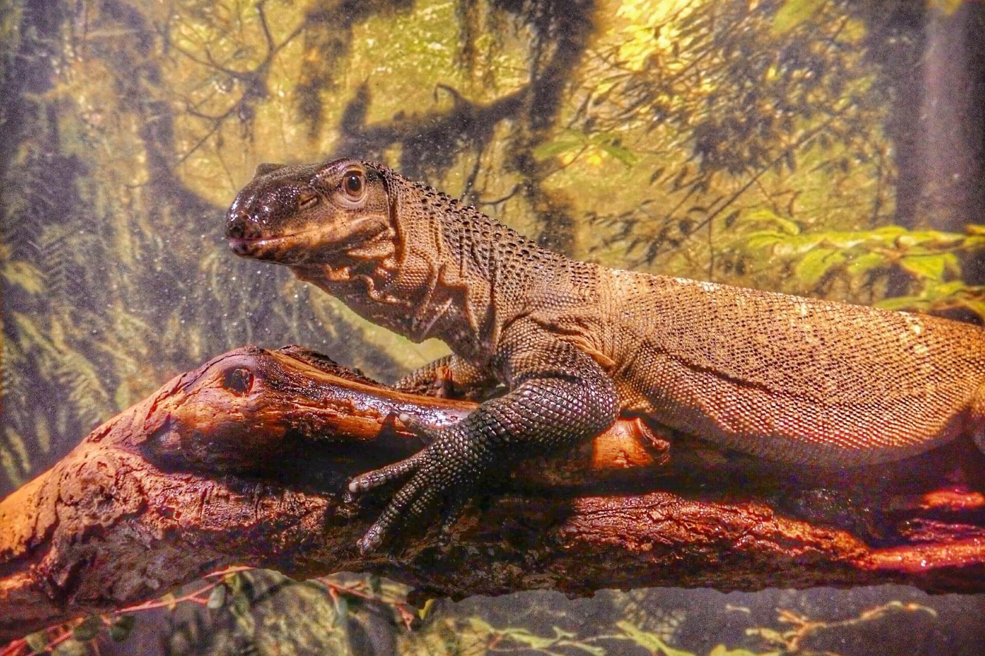 Экзотариум, Кострома