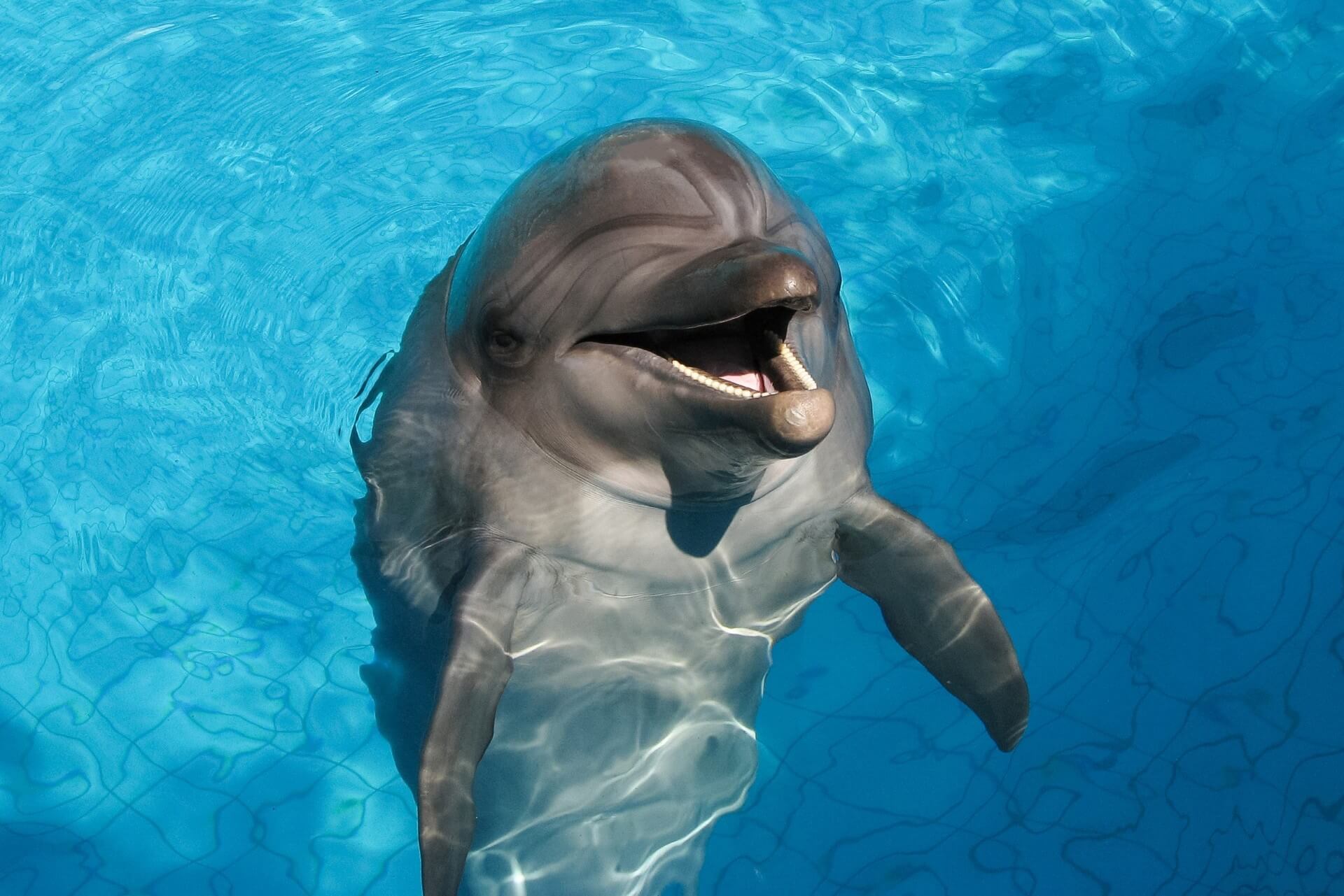 Дельфинарий Dolphin planet, Ярославль