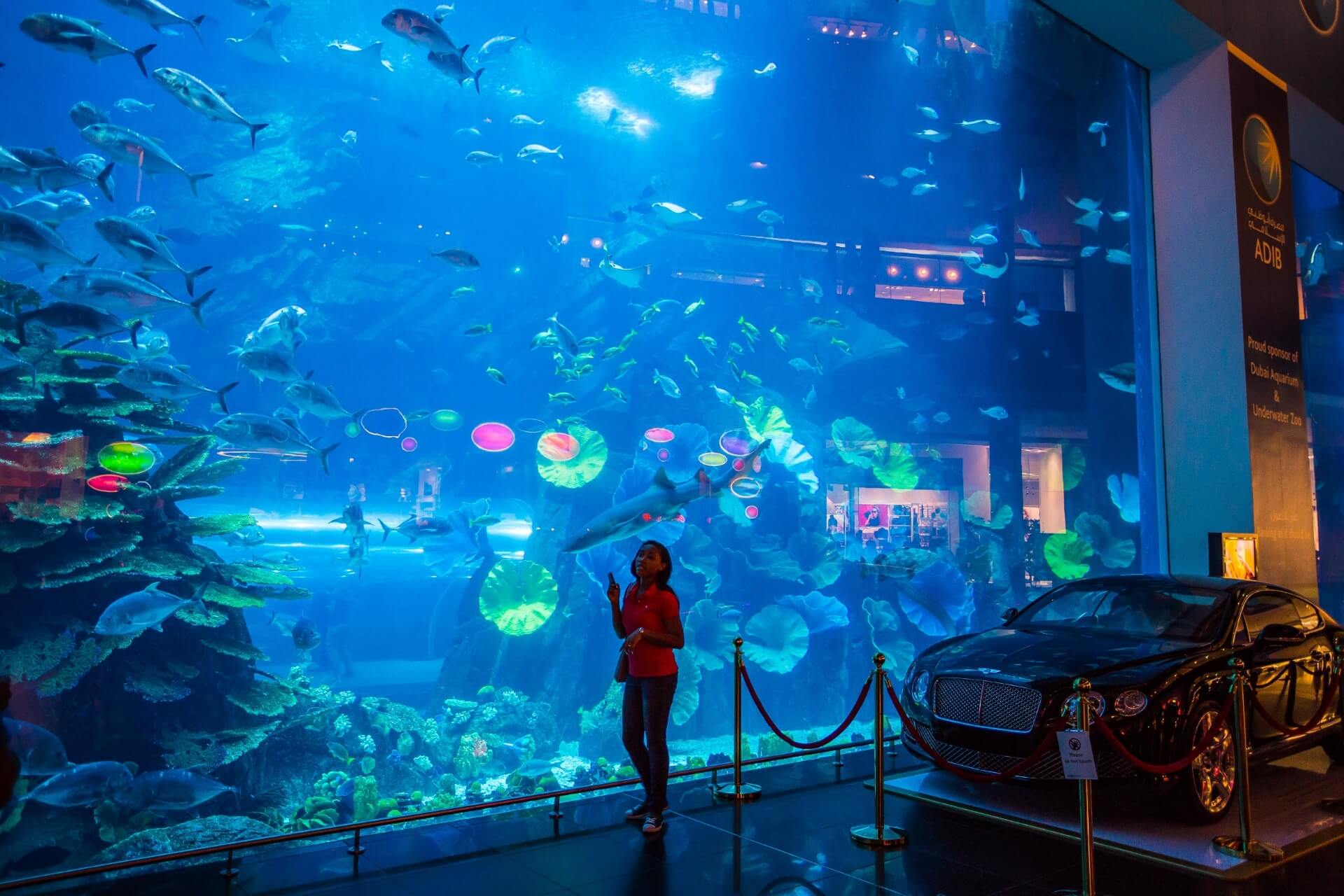 Dubai Aquarium and Underwater Zoo, Дубай
