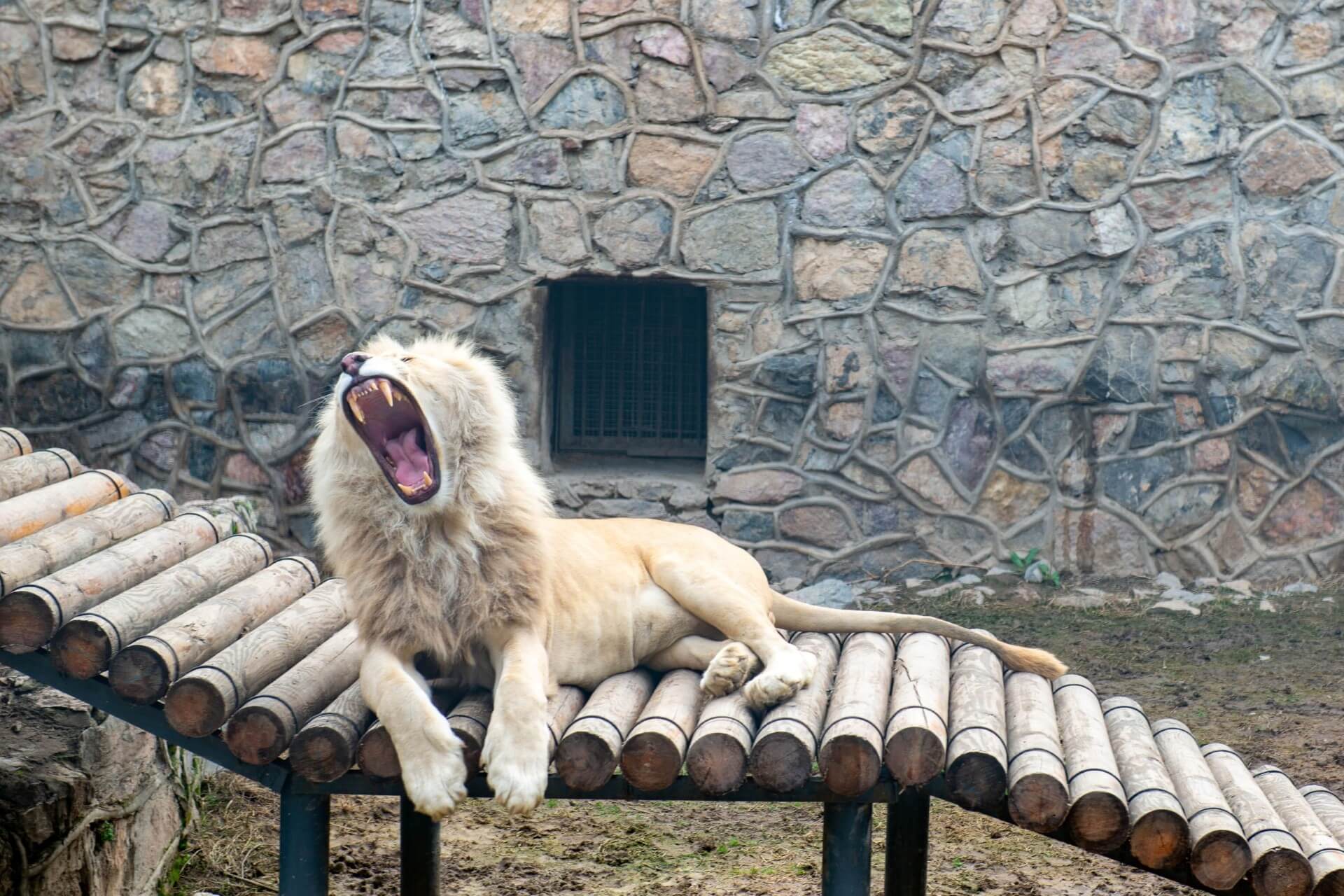 Зоопарк, Ташкент