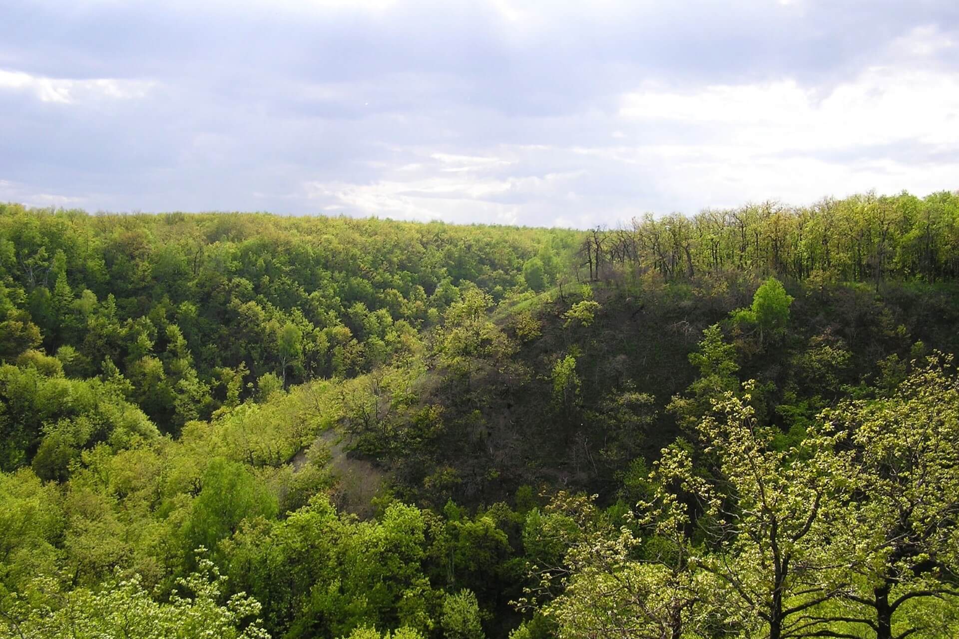 Кумысная поляна, Саратов