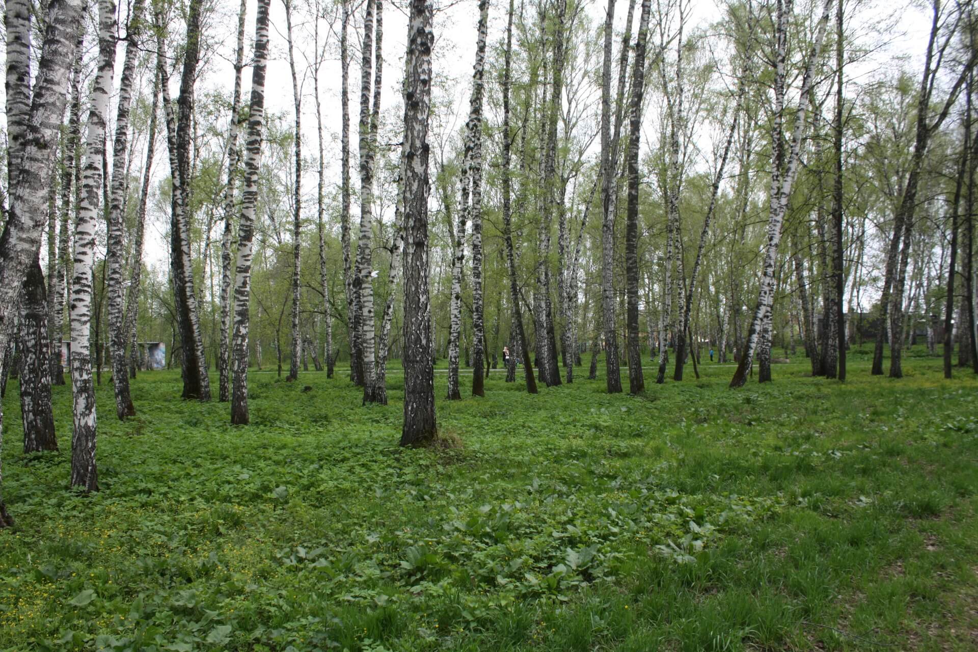 Парк Дзержинского, Новосибирск